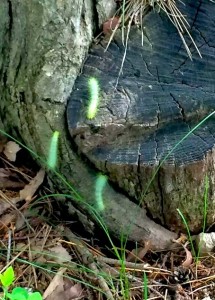 9vOO93s3NE6sqCvSk7IzkvFu1LdSThhwRNsPO0sd8mE