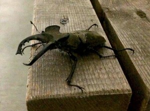 WogZUIInW9ZdzyDf-OUno_0NNSTXzhKJY7CRSCPzUp4