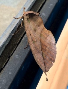 eOOXHpmPeQvRmOBQsB2ynHB0nEX933S4wVELYCep16s