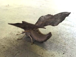 tAZPLDTGlKDiMuXOE_0DArOE3Gh87WY9IyUEPwsrRVo