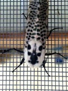 ujaQAzvgFfcPaay_GL64K8rQqW20oguBshhlW37Vqkw